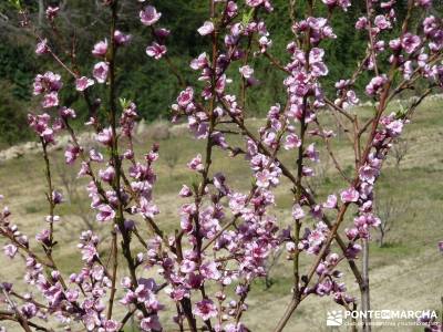 Cerezos en flor en el Valle del Jerte - Prunus dulcis;senderismo puente mayo senderismo grupo peque?